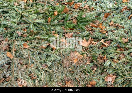 Arrière-plan des branches de sapin sur la rue. Banque D'Images