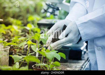 Agronome féminin en manteau blanc et gants tenant le sol entre les mains au-dessus des plants de tomate dans des pots de fleurs en serre Banque D'Images