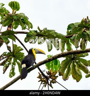 Toucan de châtaignier ou toucan de Swainson (Ramphastos ambiguus swainsonii), forêt nuageuse de Mindo, Équateur. Banque D'Images