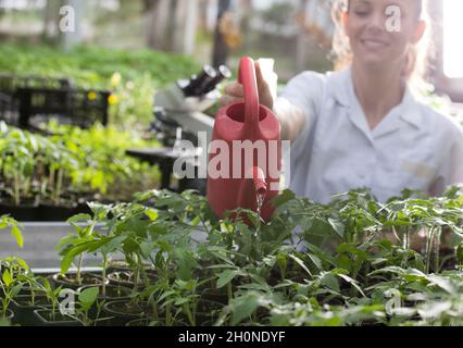 Jolie jeune femme arrosant des plants de tomate de l'eau peut en serre Banque D'Images