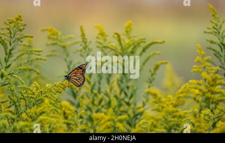 Monarque papillon (danaus plexippus) se nourrissant de fleurs sauvages jaunes dans le pré d'été Banque D'Images