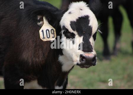 Bébé vache posant dans le champ Banque D'Images