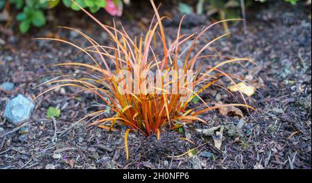 Queue de faisan (Anemanthele lessoniana) aux couleurs de l'automne Banque D'Images