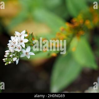 gros plan de belles têtes de fleurs blanches (Lysimachia cléthroides) Banque D'Images