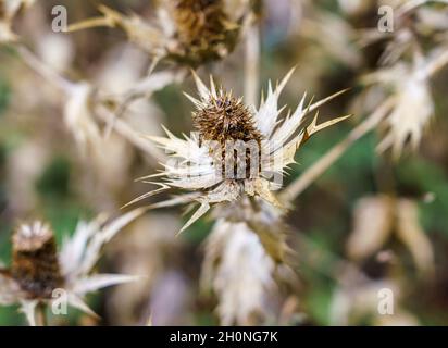 Gros plan du houx d'automne (Eryngium) Banque D'Images