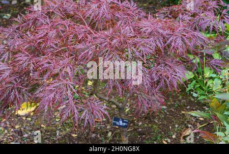 Gros plan d'une feuille de méligree pourpre Acer ou d'érable japonais (grenat Dissectum) Banque D'Images