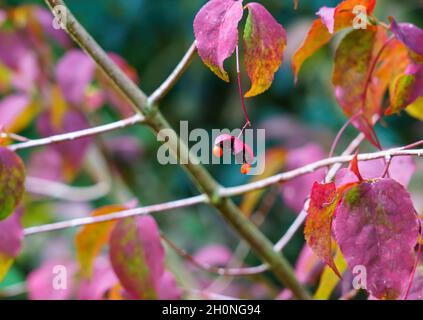 Gros plan des baies rouges ornementales sur un arbre à broche à tiges plates (Euonymus planipes) également connu sous le nom d'arbre dongle-dangle Banque D'Images