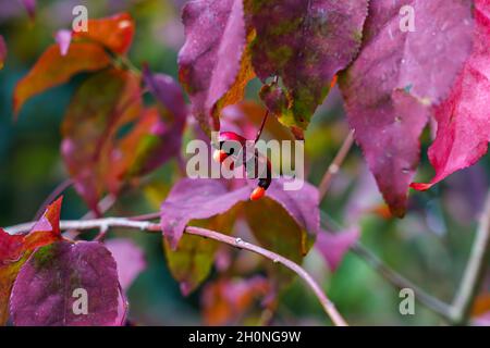 Gros plan des baies rouges ornementales sur un arbre à broche à tiges plates (Euonymus planipes) également connu sous le nom d'arbre dongle-dangle Banque D'Images