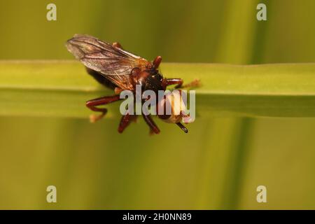 Gros plan sur une pince d'abeille rouilleuse, Sicus ferrugineus Banque D'Images