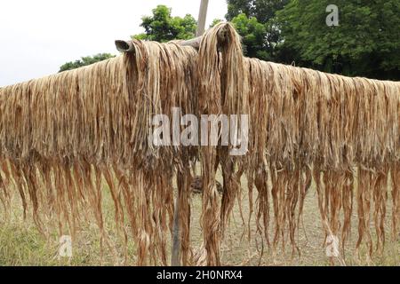 Fibre brute de jute suspendue sous le soleil pour le séchage. Banque D'Images