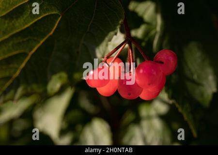 Viburnum de canneberrybush américain Banque D'Images