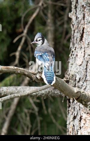 Le Geai bleu (Cyanocitta cristata) bromia Banque D'Images