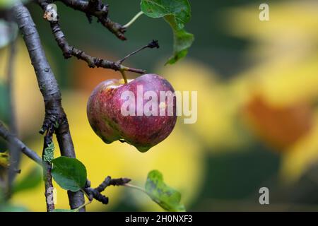 Red Wild Apple Banque D'Images