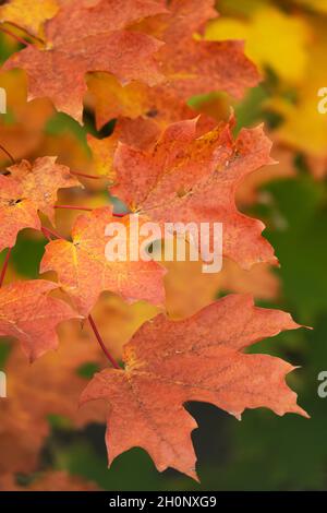 Automne, couleurs d'automne feuilles d'érable Banque D'Images
