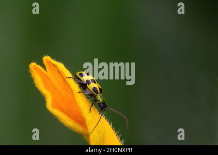 Vue très rapprochée d'un coléoptère de concombre vert pâle qui marche sur une fleur jaune vif. Banque D'Images