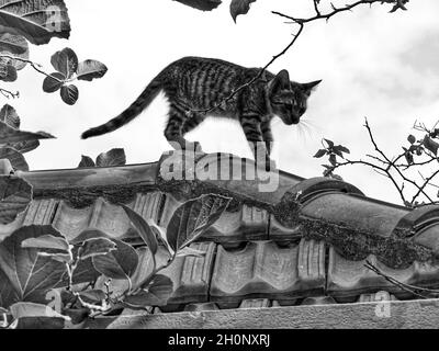 Photo en niveaux de gris d'un chat mignon sur le toit d'une maison Banque D'Images