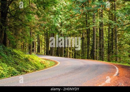 Une courbe dans la route le long de l'ancienne route de Cascade entre de grands sapins verts avec des aiguilles orange bordant le bord de la route de campagne Banque D'Images