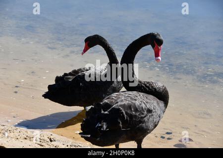 deux cygnes noirs au bord de la rivière dans la perth ouest de l'australie Banque D'Images