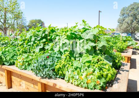 États-Unis.11 septembre 2021.Planteurs élevés cultivables diverses herbes et légumes à l'hôtel Carneros Resort and Spa de Napa, Californie, le 11 septembre 2021.(Photo de Sftm/Gado/Sipa USA) crédit: SIPA USA/Alay Live News Banque D'Images