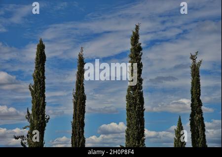Vue à angle bas des arbres verts contre le ciel bleu Banque D'Images