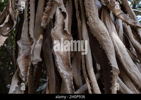 Feuilles séchées et récursées de ferox d'Aloe, communément connu sous le nom d'aloès amer, une espèce de plante à fleurs de la famille des Asphondelaceae indigènes à l'Afrique australe Banque D'Images