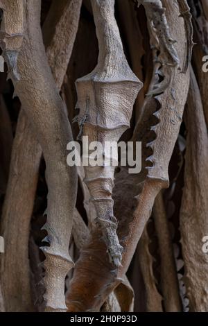 Feuilles séchées et récursées de ferox d'Aloe, communément connu sous le nom d'aloès amer, une espèce de plante à fleurs de la famille des Asphondelaceae indigènes à l'Afrique australe Banque D'Images