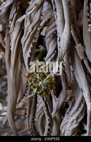 Feuilles séchées et récursées de ferox d'Aloe, communément connu sous le nom d'aloès amer, une espèce de plante à fleurs de la famille des Asphondelaceae indigènes à l'Afrique australe Banque D'Images