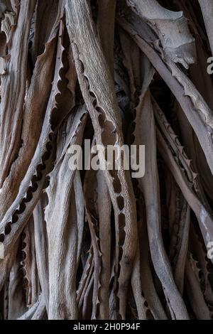 Feuilles séchées et récursées de ferox d'Aloe, communément connu sous le nom d'aloès amer, une espèce de plante à fleurs de la famille des Asphondelaceae indigènes à l'Afrique australe Banque D'Images