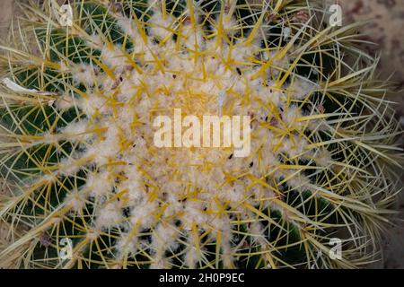 Echinocactus grusonii, communément appelé cactus à canon doré, boule dorée ou coussin de belle-mère endémique au centre-est du Mexique. Banque D'Images