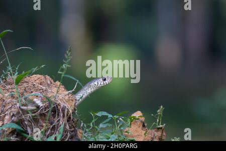 Portrait de la couleuvre tachetée indienne (Ptyas mucosa) au sol.Serpent du Sri Lanka Banque D'Images