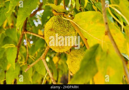 Fruits lumineux de l'osage orange arbre , maclura pomifera ou de la pomme de cheval ou de la pomme de haie, approximativement des fruits jaunes sphériques Banque D'Images
