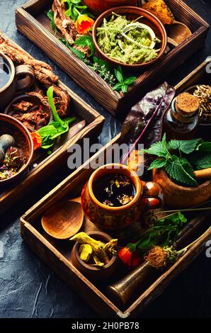 Diverses sortes d'herbes médicinales fraîches et sèches.plantes en médecine de fines herbes. Banque D'Images