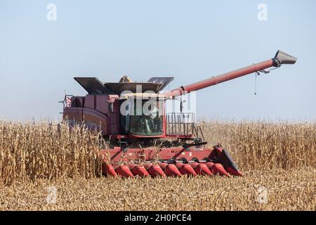 Une moissonneuse-batteuse qui récolte du maïs près de Danville, Iowa Banque D'Images