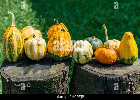 Gourdes décoratives ou citrouilles sur une table en bois au soleil Banque D'Images