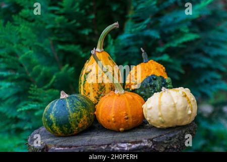 Gourdes ou citrouilles sur une table en bois dans la nature Banque D'Images