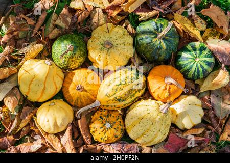 Gourdes ou citrouilles décoratives parmi les feuilles colorées de l'automne illuminées par le coucher du soleil Banque D'Images