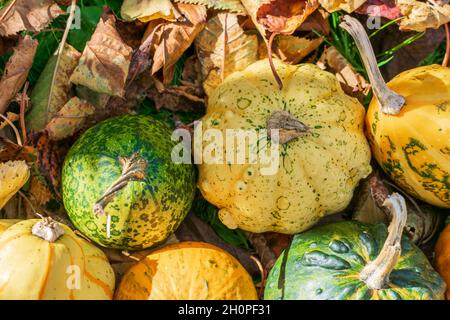 Gourdes ou citrouilles décoratives parmi les feuilles colorées de l'automne illuminées par le coucher du soleil Banque D'Images