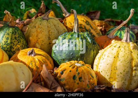 Gourdes ou citrouilles décoratives parmi les feuilles colorées de l'automne illuminées par le coucher du soleil Banque D'Images