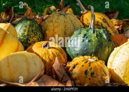 Gourdes ou citrouilles décoratives parmi les feuilles colorées de l'automne illuminées par le coucher du soleil Banque D'Images