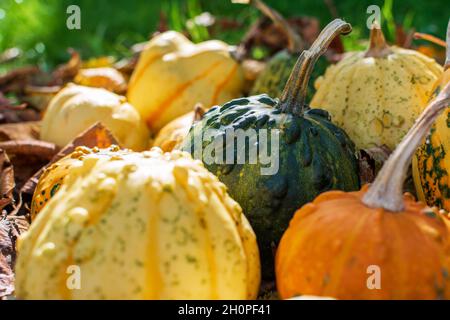 Gourdes ou citrouilles décoratives parmi les feuilles colorées de l'automne illuminées par le coucher du soleil Banque D'Images