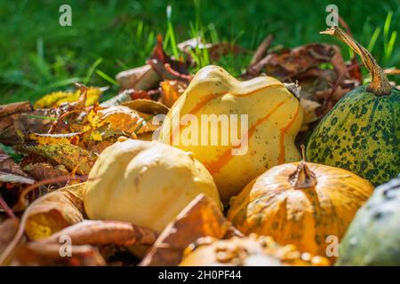 Gourdes ou citrouilles décoratives parmi les feuilles colorées de l'automne illuminées par le coucher du soleil Banque D'Images