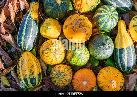 Gourdes ou citrouilles décoratives parmi les feuilles colorées de l'automne illuminées par le coucher du soleil Banque D'Images