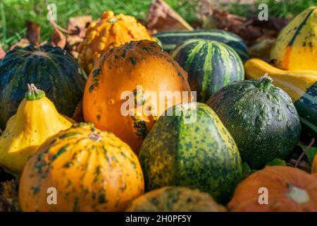 Gourdes ou citrouilles décoratives parmi les feuilles colorées de l'automne illuminées par le coucher du soleil Banque D'Images