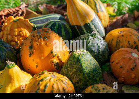 Gourdes ou citrouilles décoratives parmi les feuilles colorées de l'automne illuminées par le coucher du soleil Banque D'Images