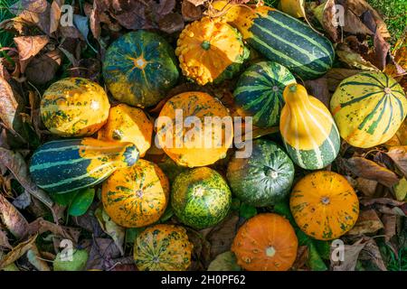 Gourdes ou citrouilles décoratives parmi les feuilles colorées de l'automne illuminées par le coucher du soleil Banque D'Images