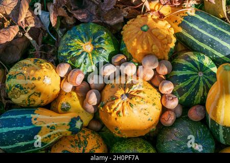 Arachides et citrouilles ou gourdes décoratives parmi les feuilles colorées de l'automne éclairées par le coucher du soleil Banque D'Images