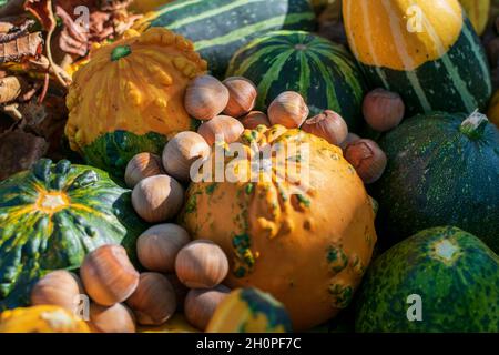 Arachides et citrouilles ou gourdes décoratives parmi les feuilles colorées de l'automne éclairées par le coucher du soleil Banque D'Images