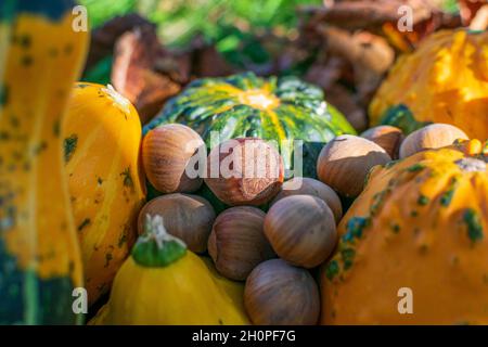 Arachides et citrouilles ou gourdes décoratives parmi les feuilles colorées de l'automne éclairées par le coucher du soleil Banque D'Images