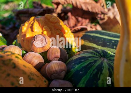 Arachides et citrouilles ou gourdes décoratives parmi les feuilles colorées de l'automne éclairées par le coucher du soleil Banque D'Images