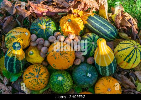 Arachides et citrouilles ou gourdes décoratives parmi les feuilles colorées de l'automne éclairées par le coucher du soleil Banque D'Images